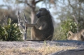 Baboon and stick